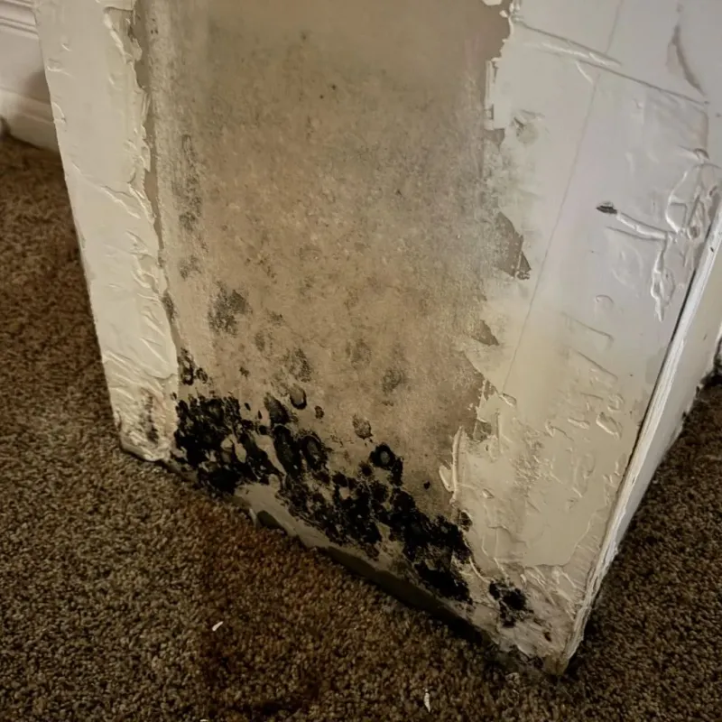 Professional Mold Removal in Williamson, NY